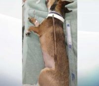 Un perro es operado de urgencia después de tragarse un palo de 25 centímetros
