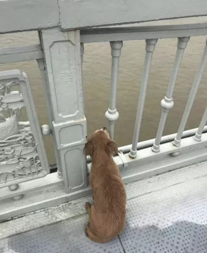 Un perro espera a su dueño en el puente donde se suicidó 