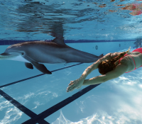 Crean un delfín robótico para sustituir a los reales en parques marinos