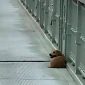 Un perro espera a su dueño en el puente donde se suicidó