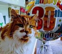 Muere a los 31 años Rubble, el gato más viejo del mundo
