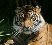 Un tigre siberiano mata a su cuidadora en un zoológico suizo