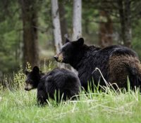 Un enorme oso se sienta a merendar con una familia y acaban preparándole un sándwich
