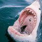 Un buceador muere tras sufrir el ataque de un tiburón en Australia