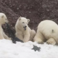 Cachorros de oso polar cazados comiendo plástico en el ártico