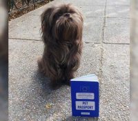 La historia de Chewy, el perrito viajero que perdió su pasaporte en México
