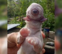 El misterioso caso de un cachorro que ha nacido con dos lenguas y un solo ojo