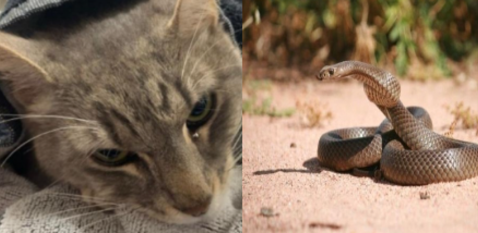 Un gato se sacrifica para salvar a dos niños de una serpiente mortífera 