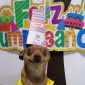 La reacción de un perrito a su fiesta sorpresa de cumpleaños
