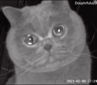 Un gato llora ante la cámara de seguridad al quedarse solo en casa