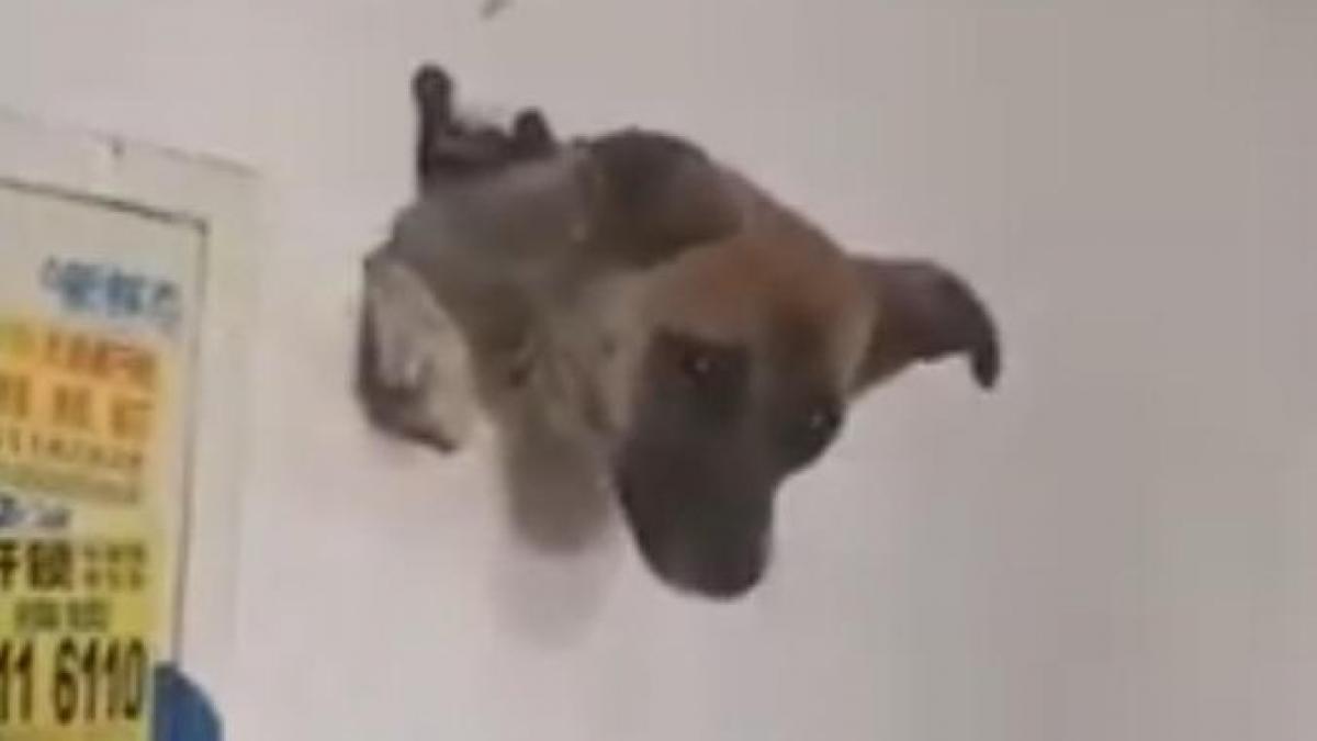 Un perro atraviesa una pared al intentar huir por miedo a los fuegos artificiales