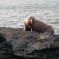 La historia viral de una morsa del Ártico que apareció en Irlanda tras quedarse dormida