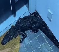 Un caimán retiene a una familia en su casa