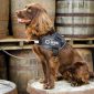 La empresa de destilería William Grant & Sons contrata a un perro para “olfatear imperfecciones” de la calidad de su whisky