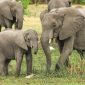 Los elefantes formaron un 'escudo’ para proteger a sus crías tras oír las sirenas del bombardeo