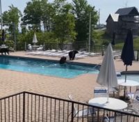 Una familia de osos da una ‘fiesta’ en la piscina de un hotel