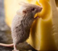 Una ‘tiktoker’ halla un ratón comiendo carne en un expositor