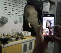 Un elefante hambriento rompió la pared de una cocina