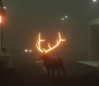 Twitter se revoluciona con la imagen de un reno con los cuernos iluminados paseando por una calle