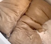 Lava las almohadas de su marido después de cinco años y el resultado sorprende a TikTok