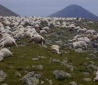 Un rayo fulmina a más de 500 ovejas en un pueblo de Georgia