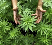 España, tercera en el ránking de consumo de cannabis en la UE