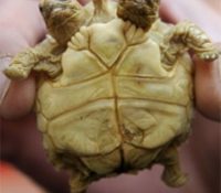 Una tortuga con dos cabezas causa furor en TikTok