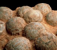 Extraen un nido de dinosaurio con 12 huevos fósiles en Huesca