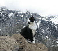 Un gato salva a un turista perdido en Suiza