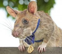 Magawa: Triste despedida a una de las ratas más reconocidas de Camboya