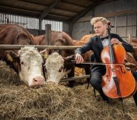 Concierto de música clásica a las vacas