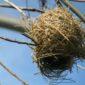 ¿Por qué los nidos de pájaros son tan resistentes?