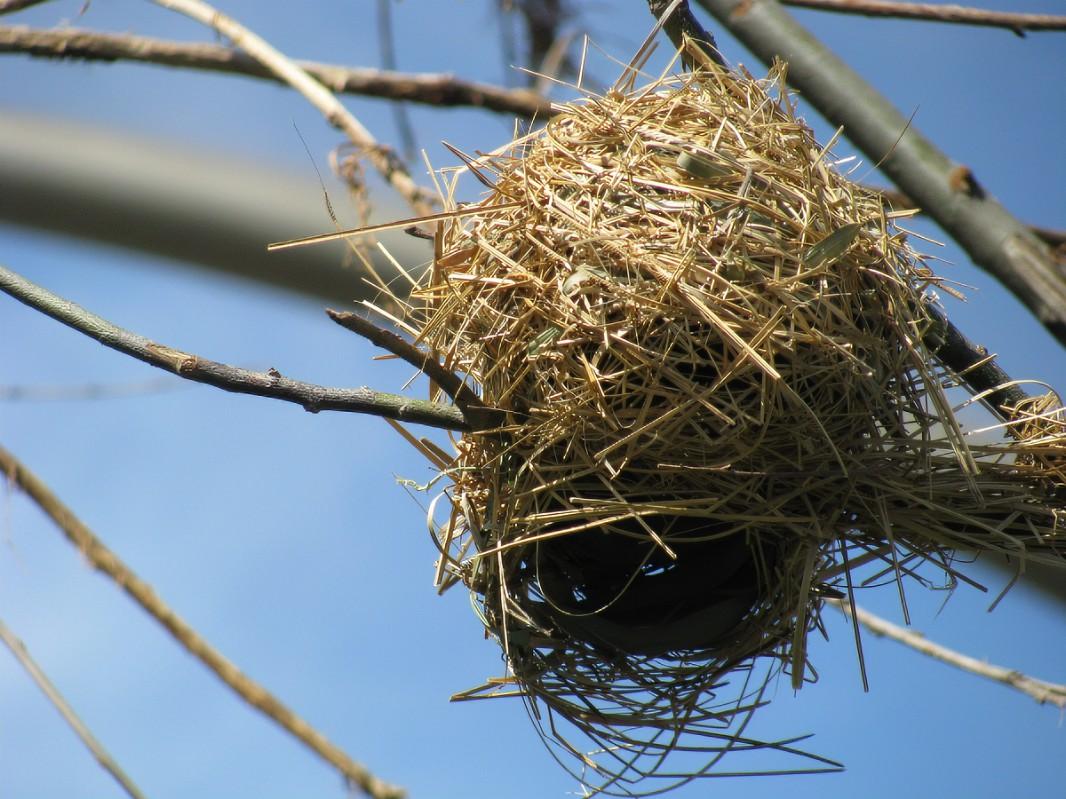¿Por qué los nidos de pájaros son tan resistentes?