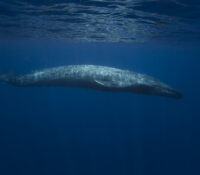 52 blue, la ballena más solitaria