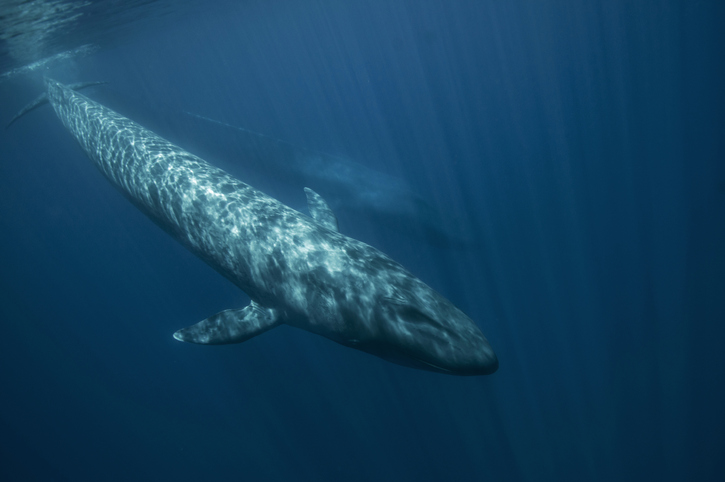 52 blue, la ballena más solitaria