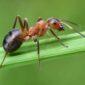 ¿En qué momento y cómo duermen las hormigas?