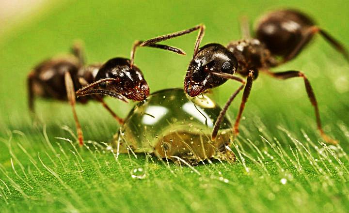 ¿En qué momento y cómo duermen las hormigas?