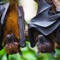 ¿Por qué los murciélagos están boca abajo cuando duermen?