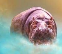 ¿Por qué los hipopótamos sudan rosa?