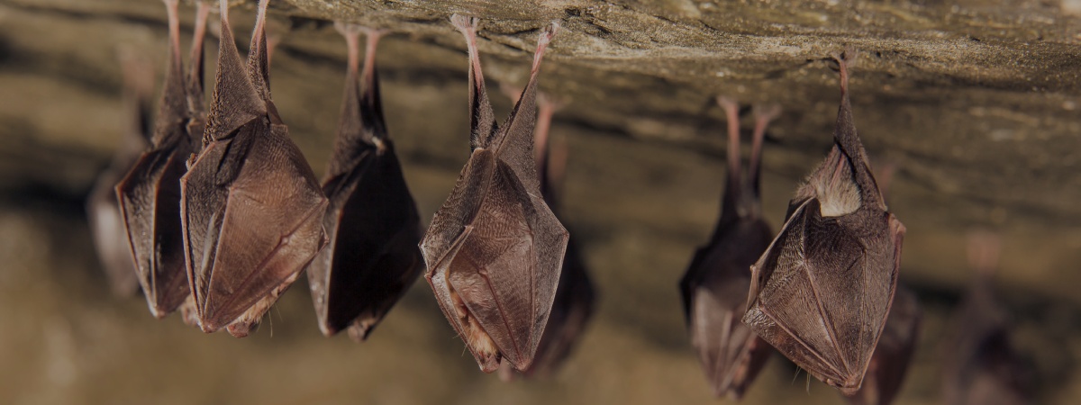 ¿Por qué los murciélagos están boca abajo cuando duermen?