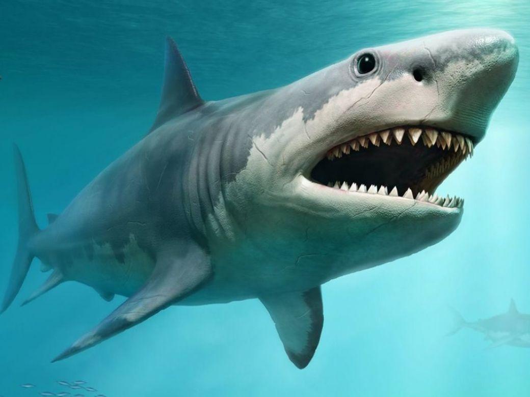 Curiosidades que no sabías sobre los tiburones