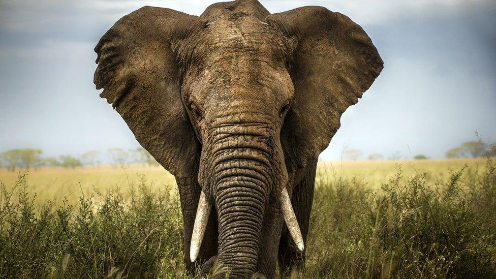 ¿Para qué sirven las orejas de los elefantes?