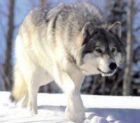 ¿Cuál es la razón por la que los lobos aúllan?