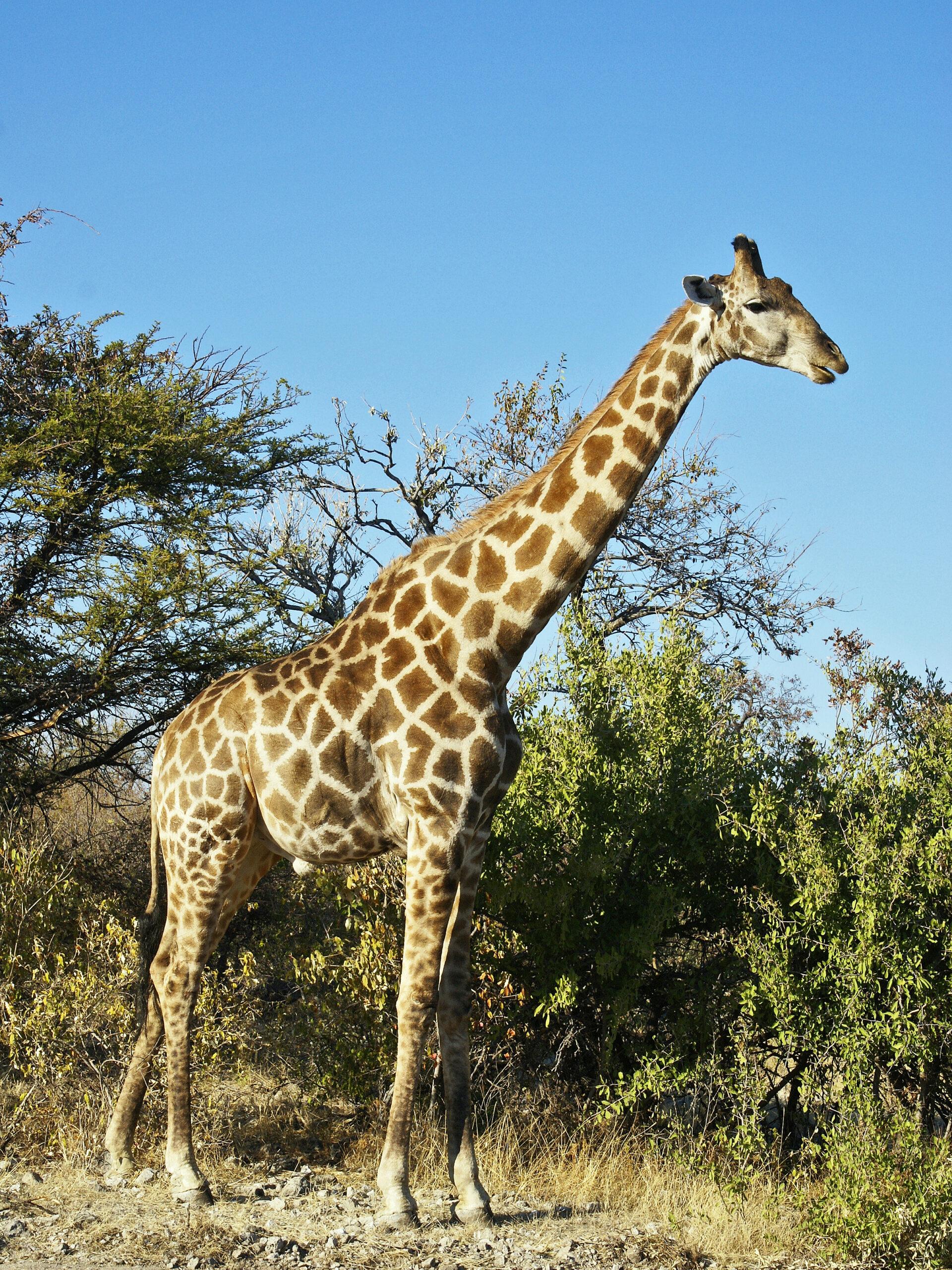 Avispón hada Atento Cuánto puede llegar a medir el cuello de una jirafa? - UNIKA FM