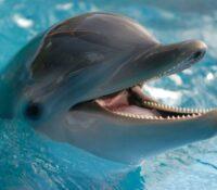 ¿Cómo se comunican los delfines?