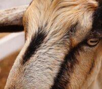 ¿Por qué las pupilas de las cabras son rectangulares?