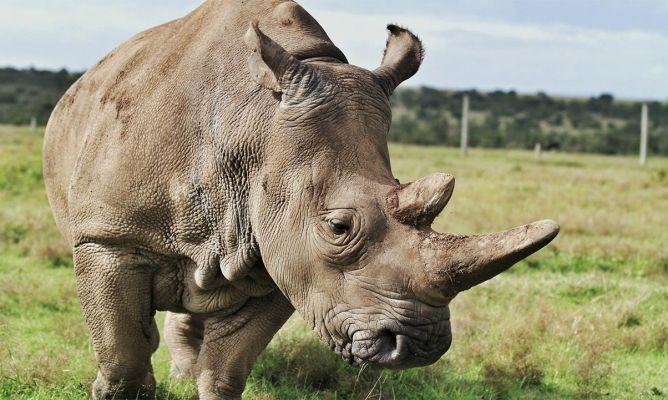 ¿Para qué se usa el cuerno de los rinocerontes?