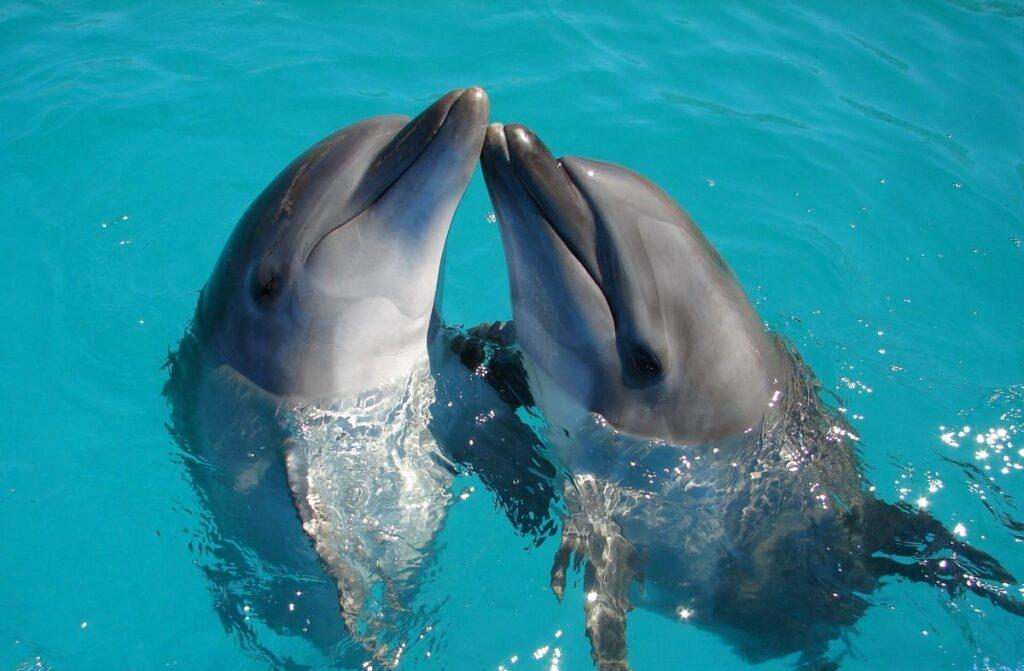 ¿Cómo se comunican los delfines?