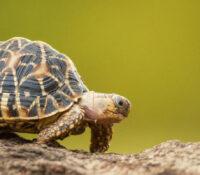 ¿Cuál es la función original del caparazón de las tortugas?