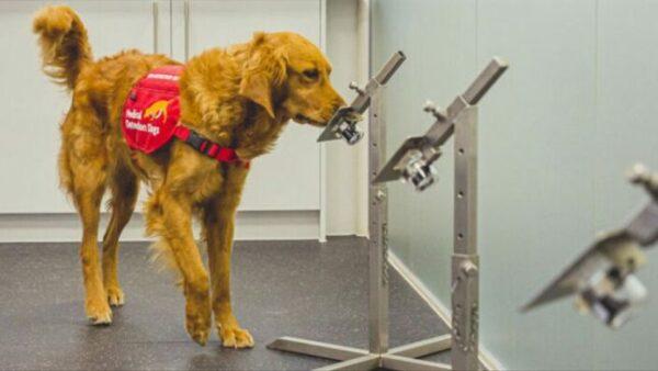 Imagen de un perro olfateando pruebas de pacientes con cáncer